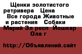 Щенки золотистого ретривера › Цена ­ 15 000 - Все города Животные и растения » Собаки   . Марий Эл респ.,Йошкар-Ола г.